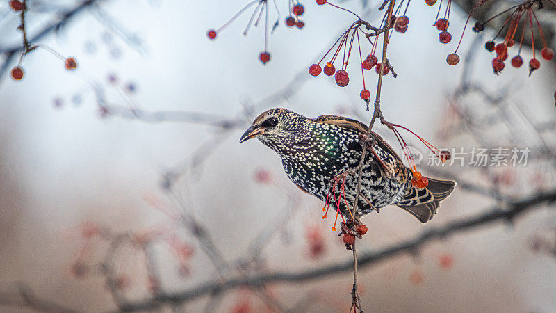 海鸥(Sturnus vulgaris)，普通燕八哥，平托椋鸟。